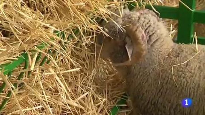 Telediario 1 - En Zafra, Badajoz, celebran su feria ganadera