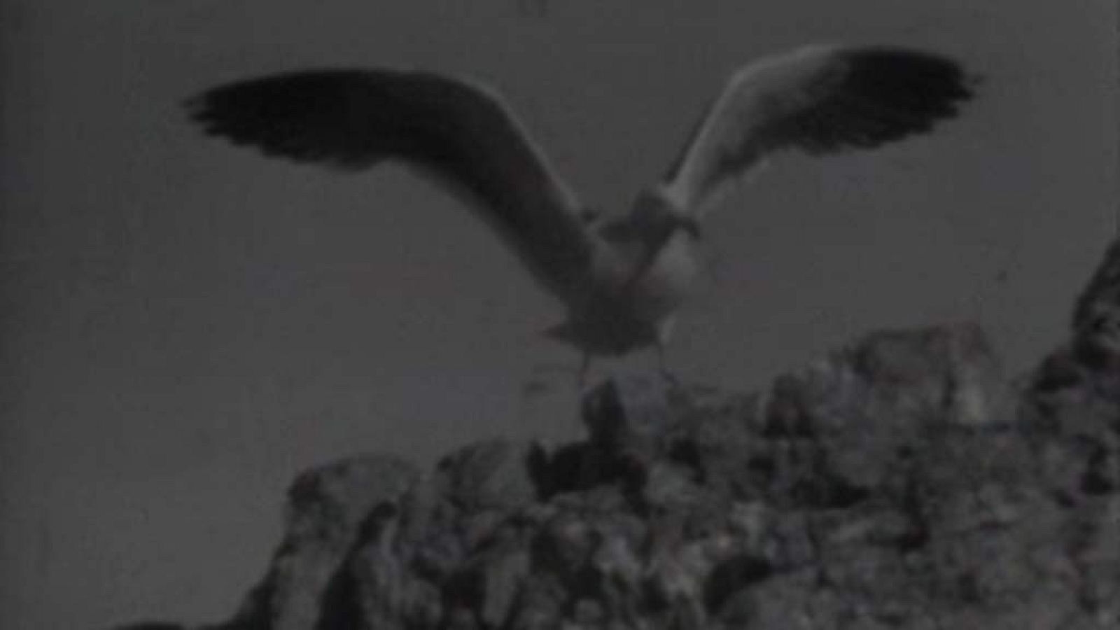 El planeta azul - El mar de Cortés (II)