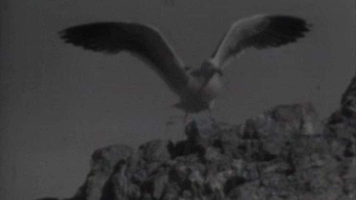 El planeta azul - El mar de Cortés (II)