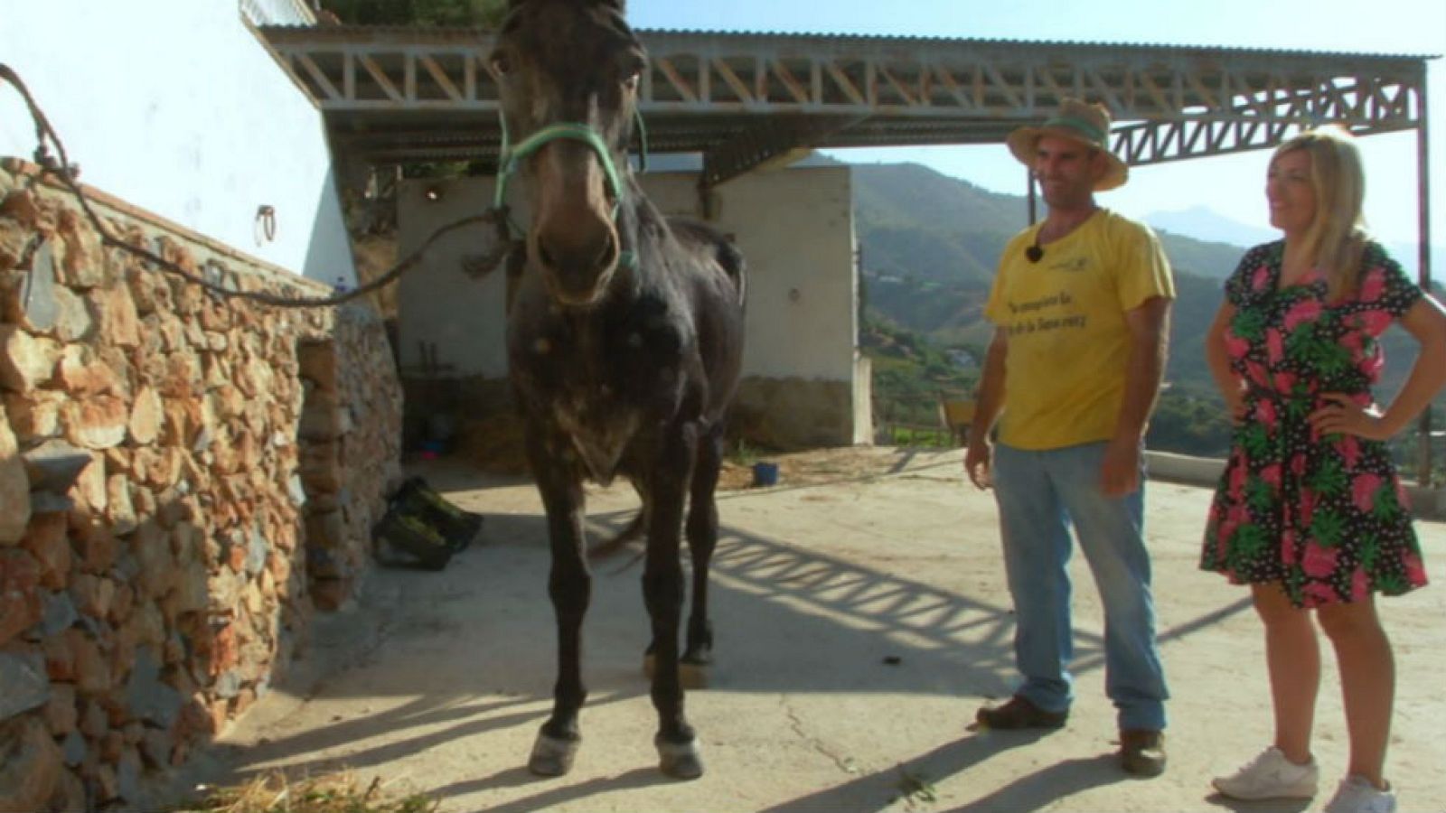 A las mulas hay que cuidarlas