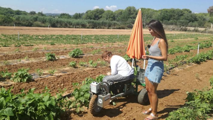 Aquí la Tierra - Recolectamos mongetes sobre ruedas