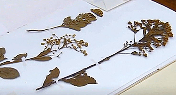 La aventura del Saber - Herbario del Real Jardín Botánico