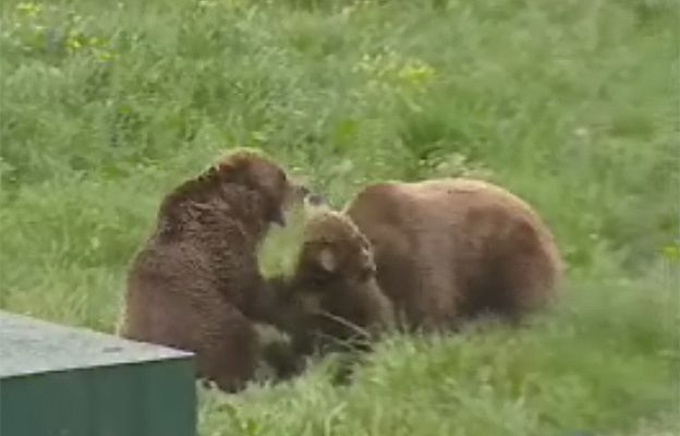 Ciencia y tecnología en Rtve.es - Dos osas para un solo oso