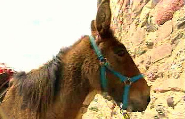 España Directo - Aquí comen gracias a un burro