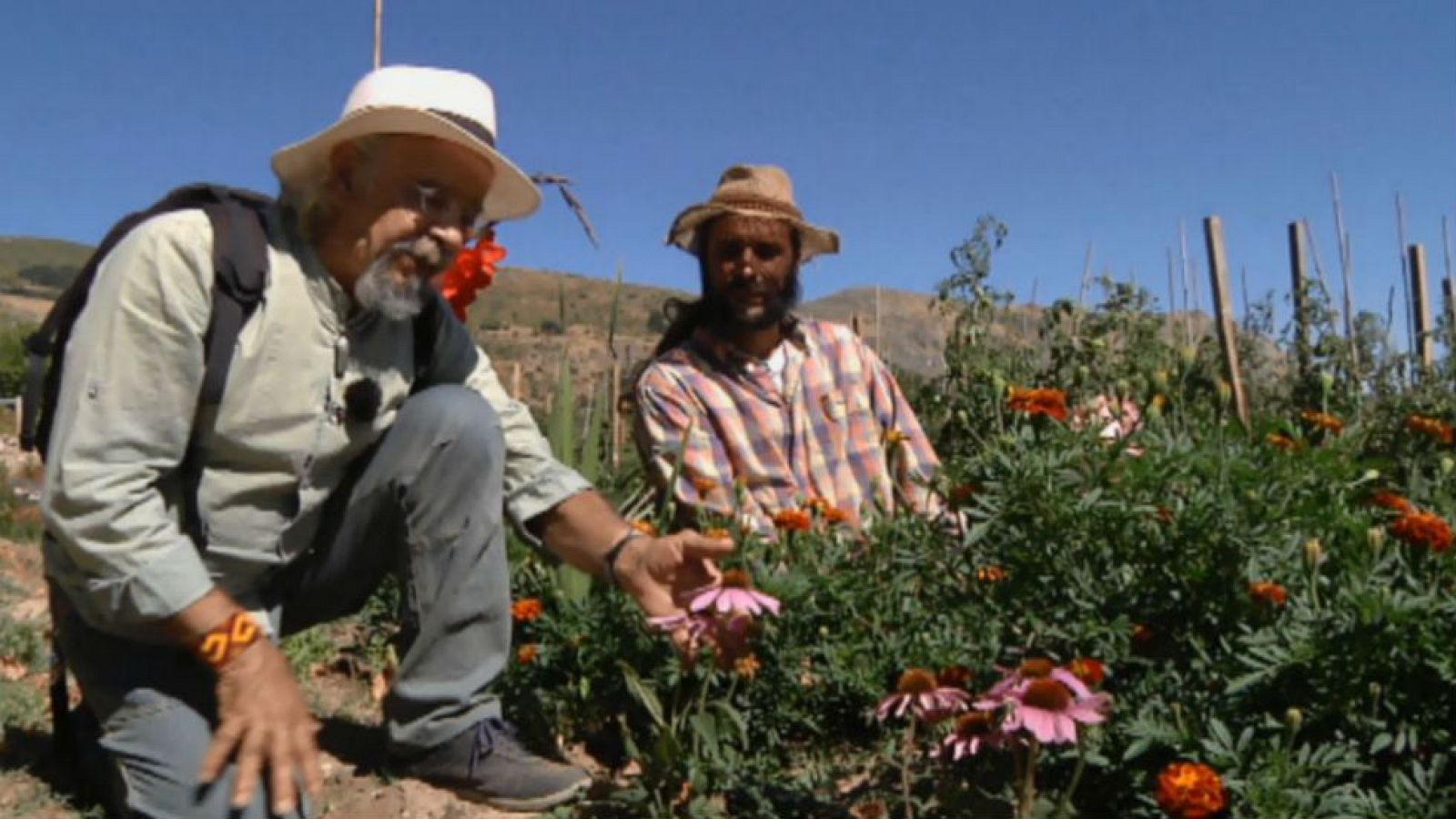 Juan Plantas y la equinácea