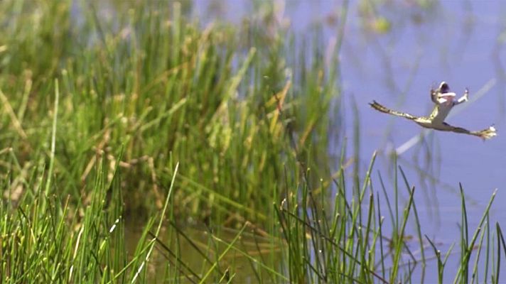 Cultura en Rtve.es - Primeras imágenes de 'Dehesa', el nuevo documental de los creadores de 'Guadalquivir' y 'Cantábrico'