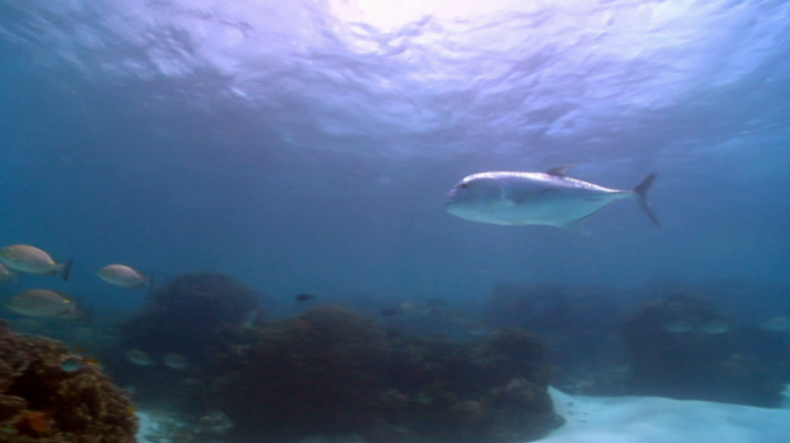 Otros documentales - Pesca imposible 2: Indonesia