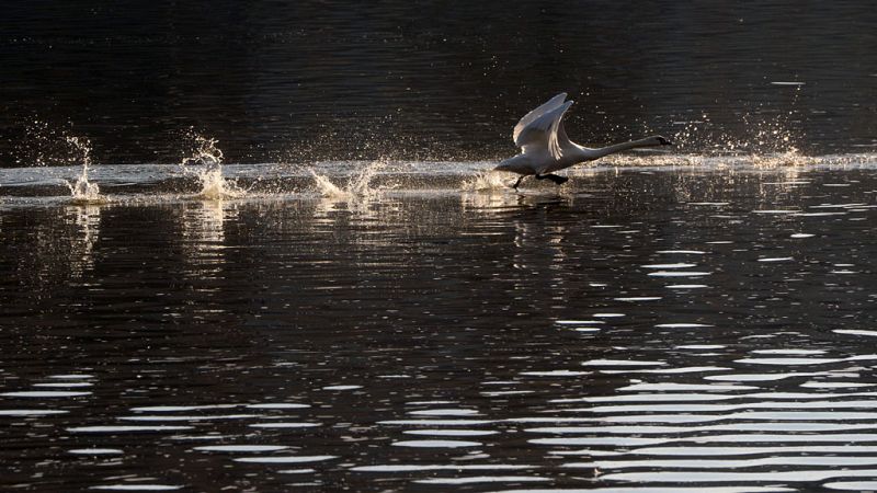 Predominio de vientos de componente sur en el oeste peninsular