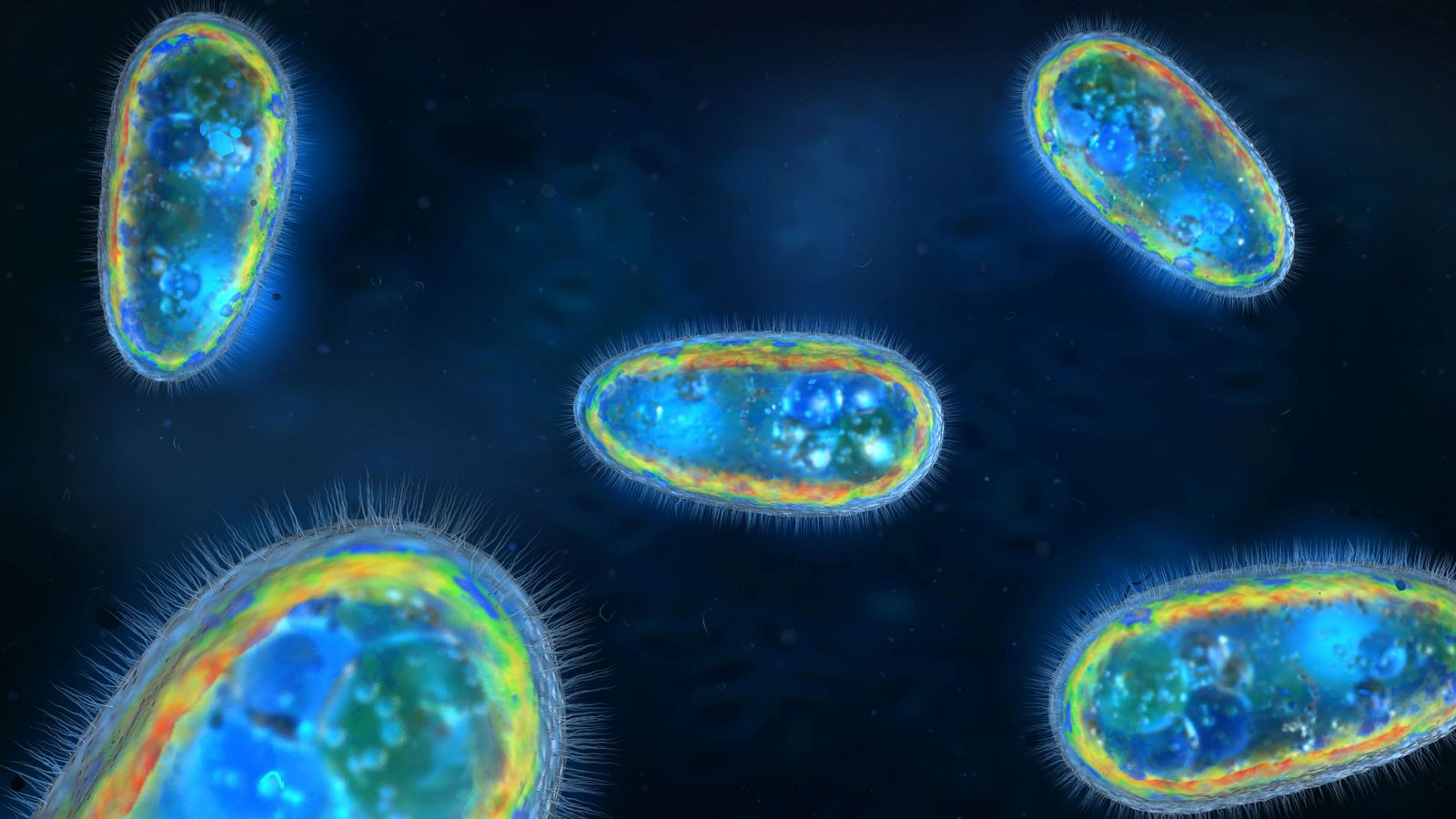 Investigan el caso de una niña de Toledo que ha sobrevivido a la ameba 'comecerebros'