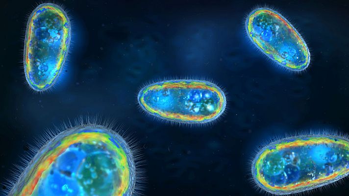 Telediario 1 - Investigan el caso de una niña de Toledo que ha sobrevivido a la ameba 'comecerebros'