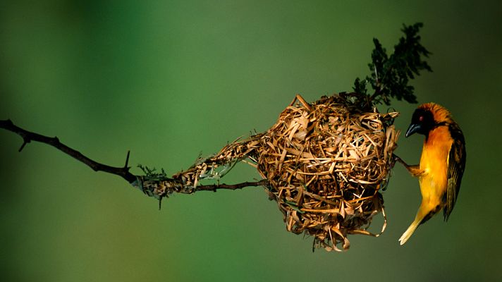 Grandes documentales - Hogares de animales