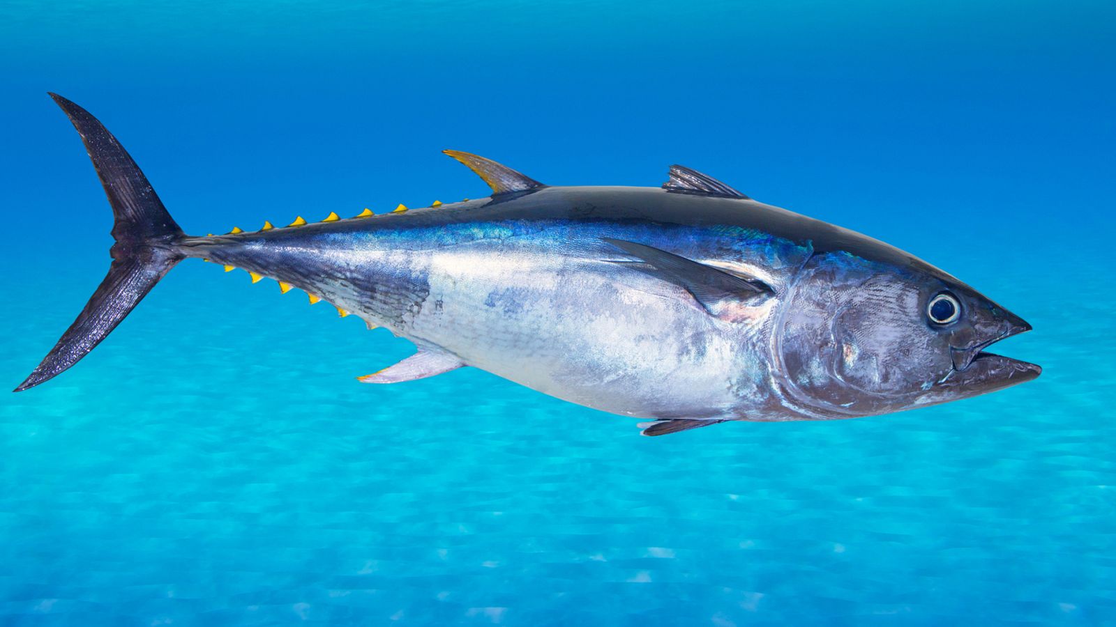 Desmantelan una red que vendía atún rojo capturado ilegalmente