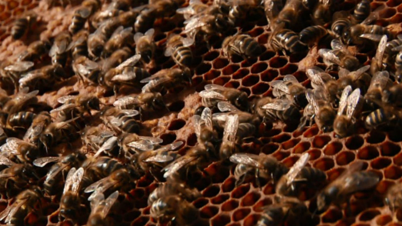 A la rica miel de la Alcarria