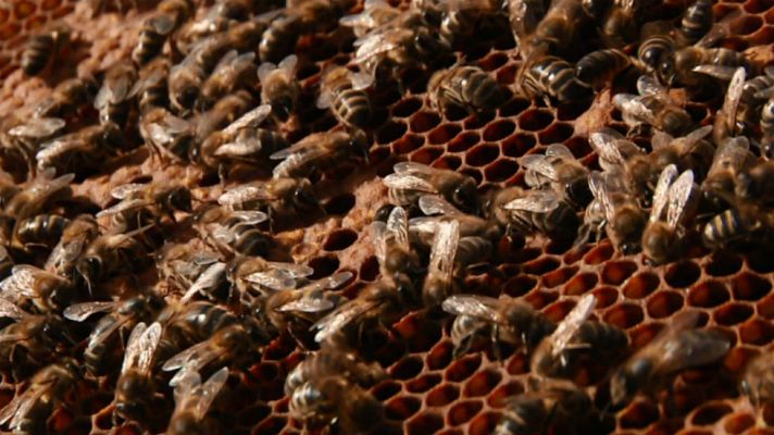 Aquí la Tierra - A la rica miel de la Alcarria