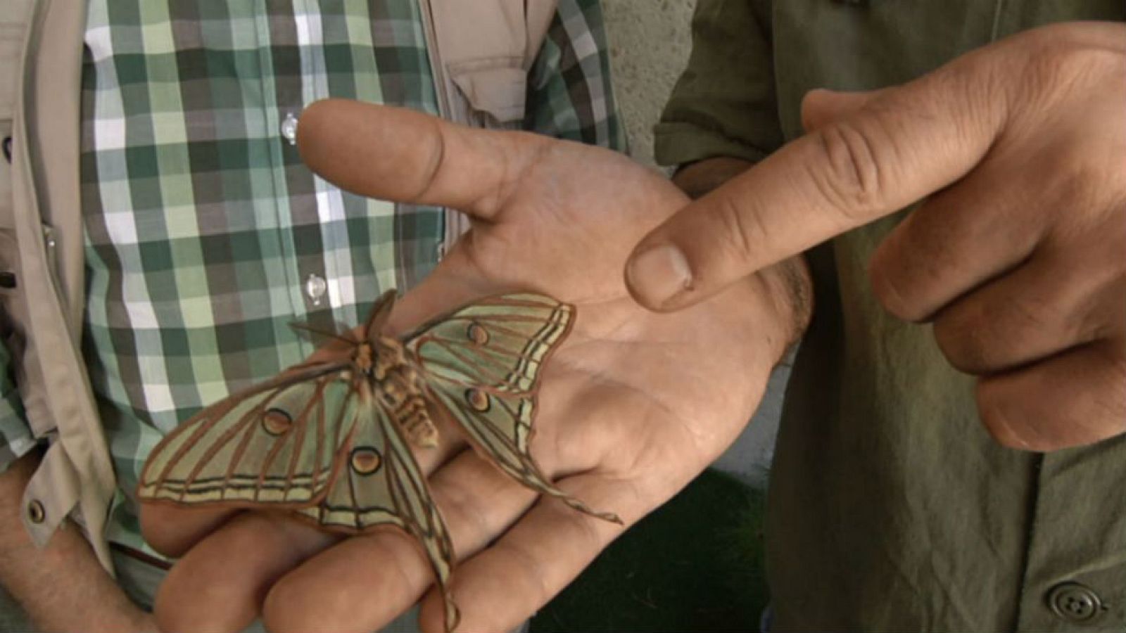 Nuestros amigos los insectos