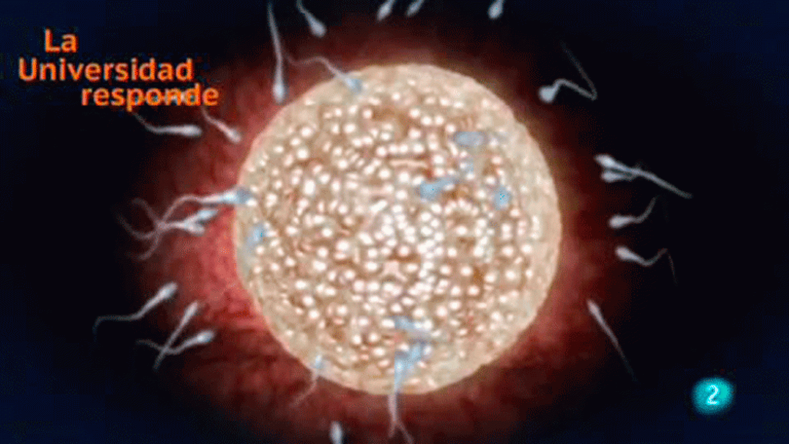 La aventura del saber  Universidad de Castilla-La Mancha: Cómo se forma un embrión de laboratorio