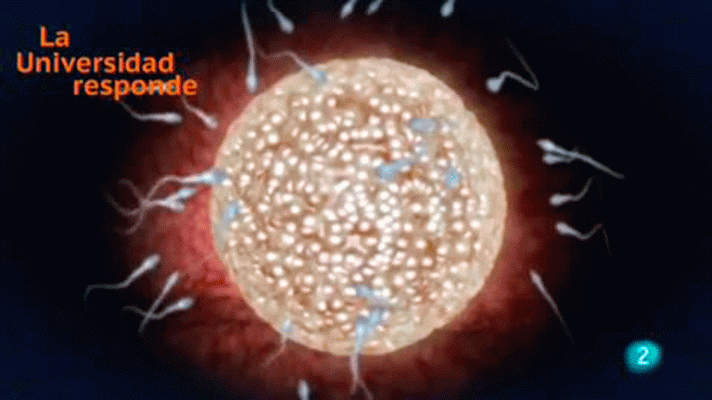 La aventura del Saber - Universidad de Castilla-La Mancha: Cómo se forma un embrión.