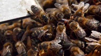 La meva mascota i jo - El m�n de les abelles