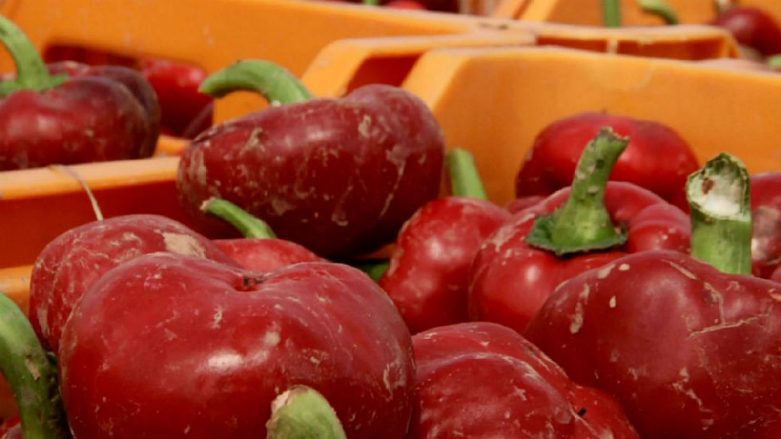 Un tesoro llamado ñora