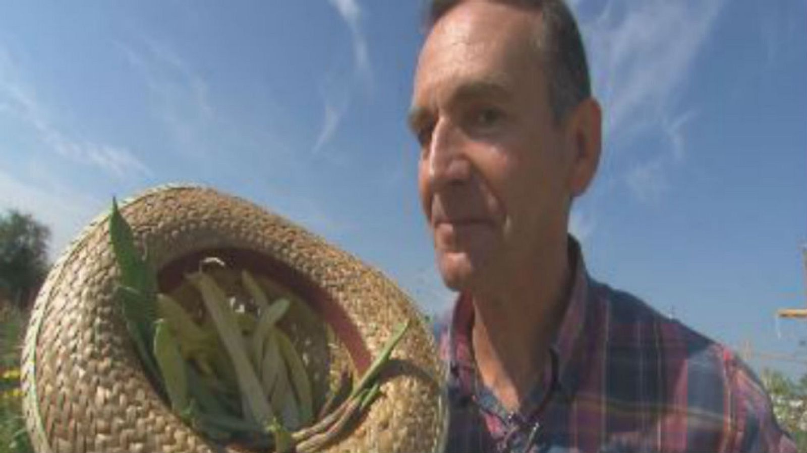 Aprendemos a cosechar judías verdes