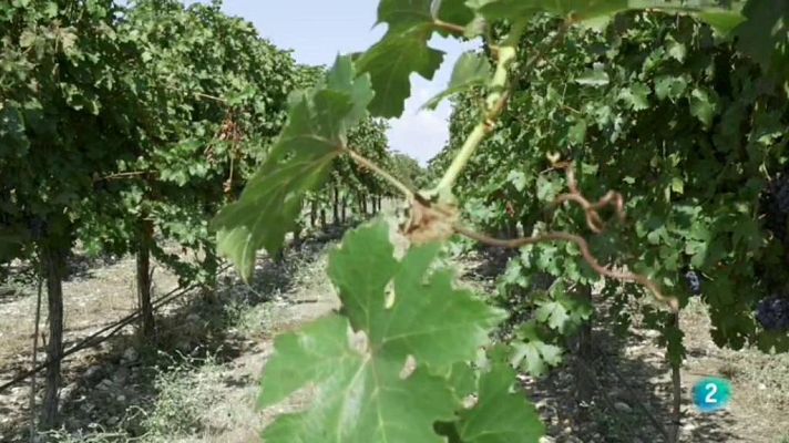 Amb identitat - El vi, un producte amb molta tradició