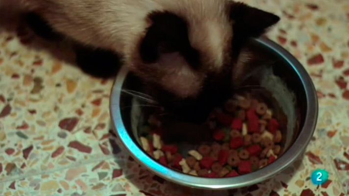 Amb identitat - L'alimentació de les mascotes