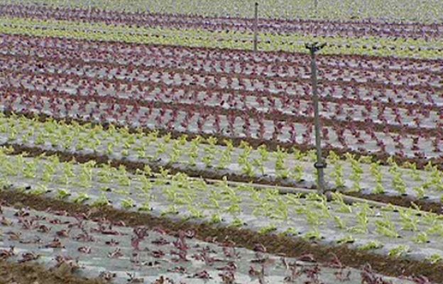 Ciencia y tecnología en Rtve.es - La polémica de los transgénicos