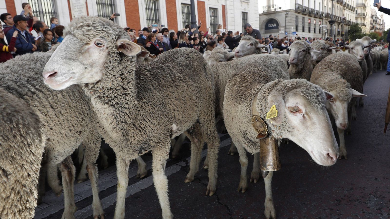 La trashumancia va a menos