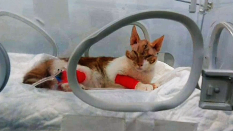 Fábrica de ideas - Incuba: VíaGalicia