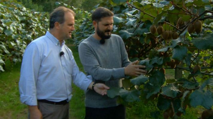 Aquí la Tierra - Asturias, patria querida del kiwi