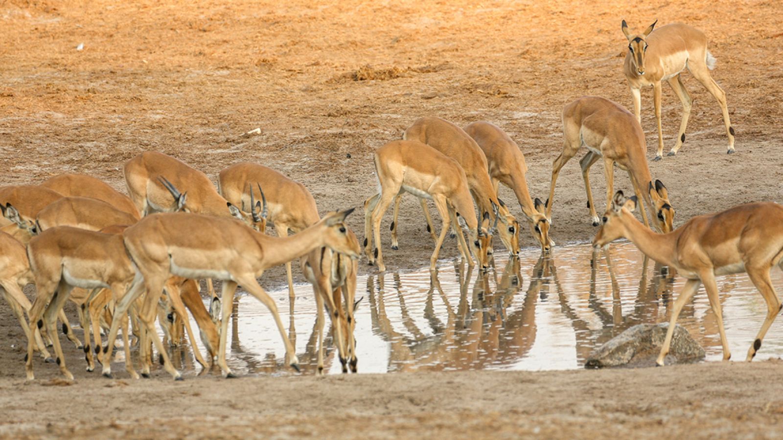 Grandes documentales - New life: Nacidos para correr - ver ahora