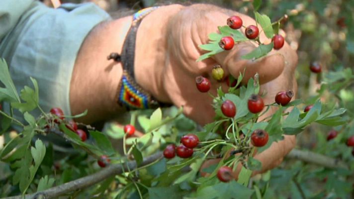 Aquí la Tierra - Espino blanco, salud del corazón