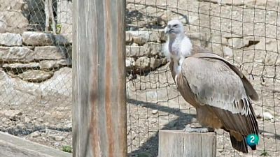 La meva mascota i jo - Les aus rapinyaires del Cim de les �ligues