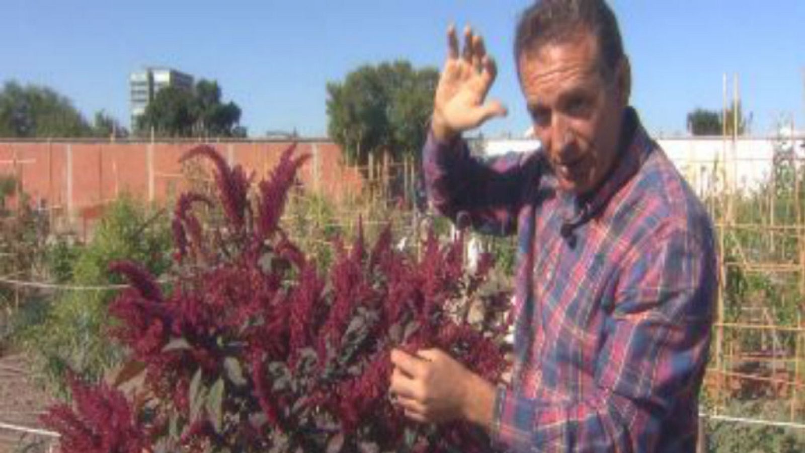 El amaranto es un encanto