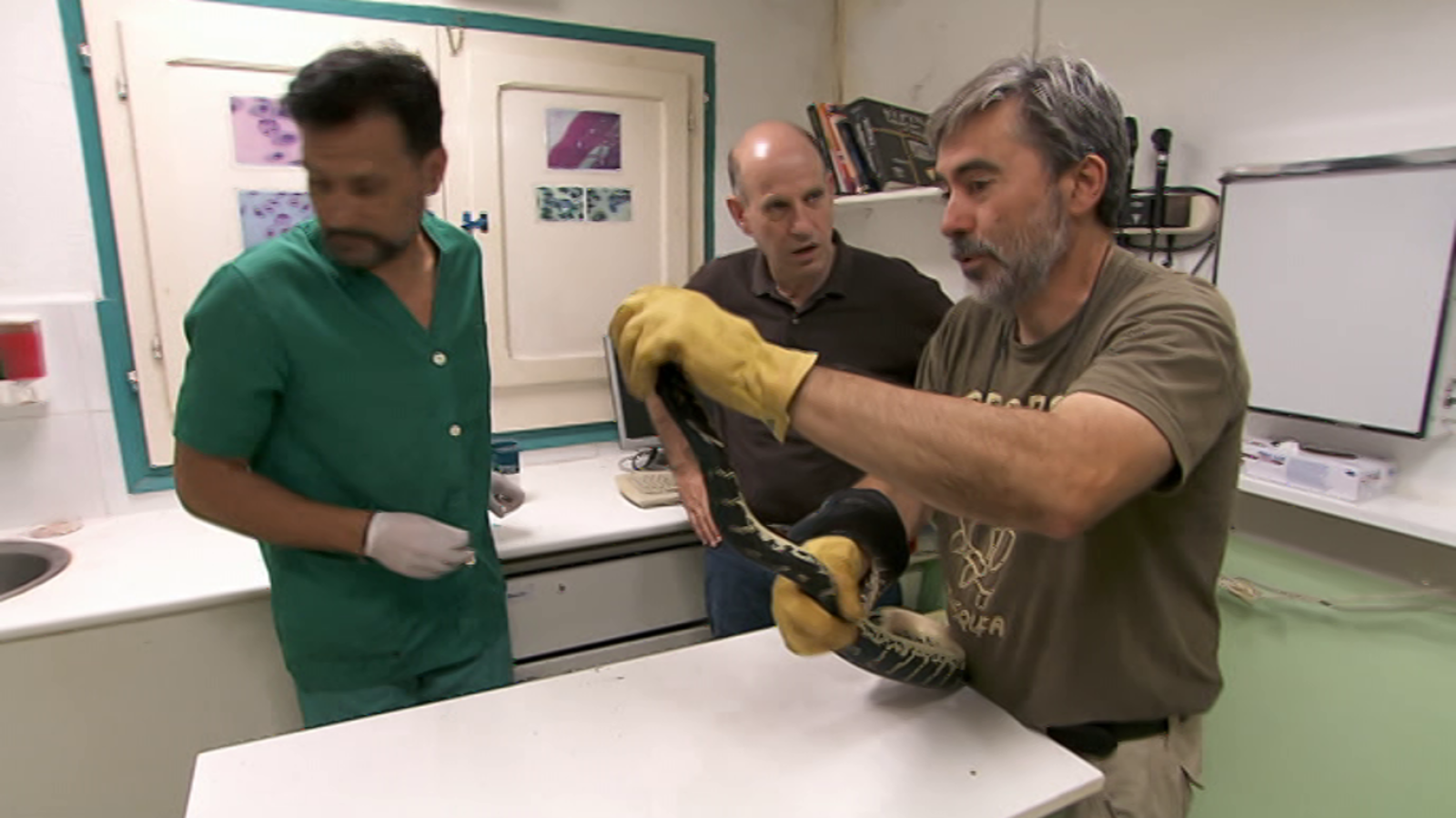 El escarabajo verde - Un negocio bestial - ver ahora