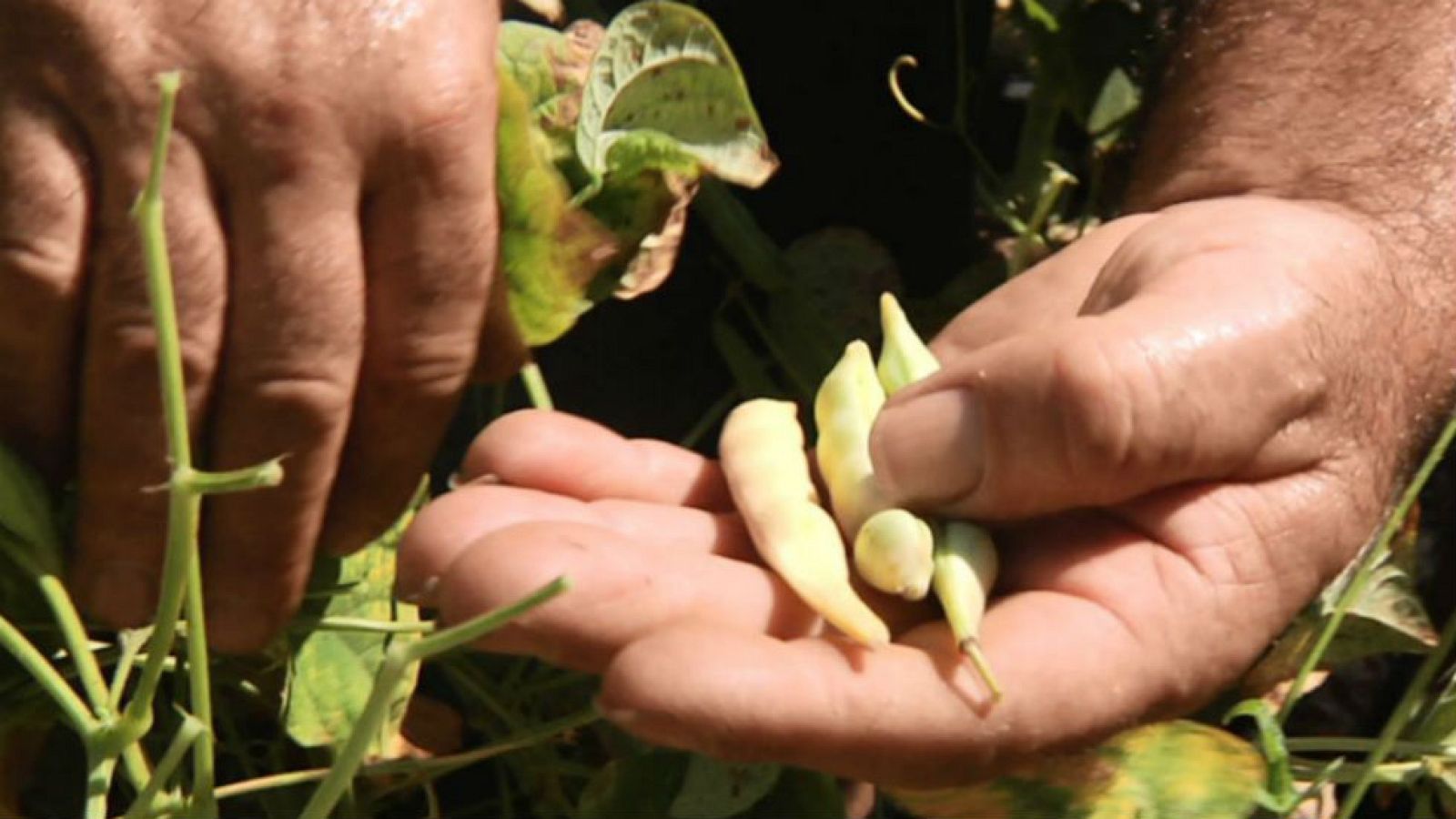 Pochas, ¿verduras o legumbres?