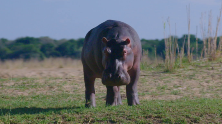 Otros documentales - Pesca imposible 2: Zambia
