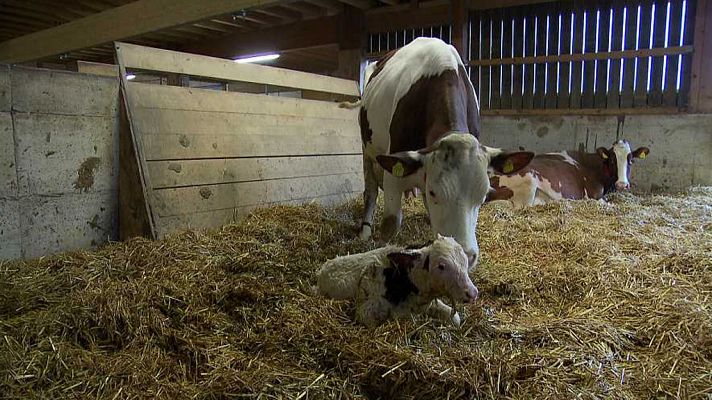 Documentos TV - El camino de la carne