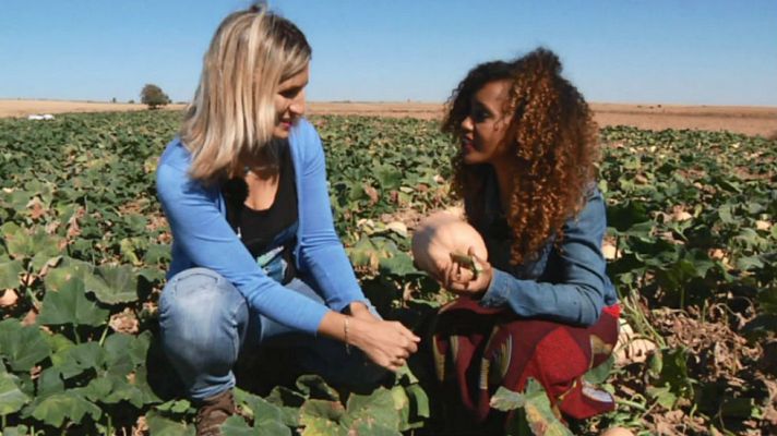 Aquí la Tierra - Calabaza, ¿fresca o seca?