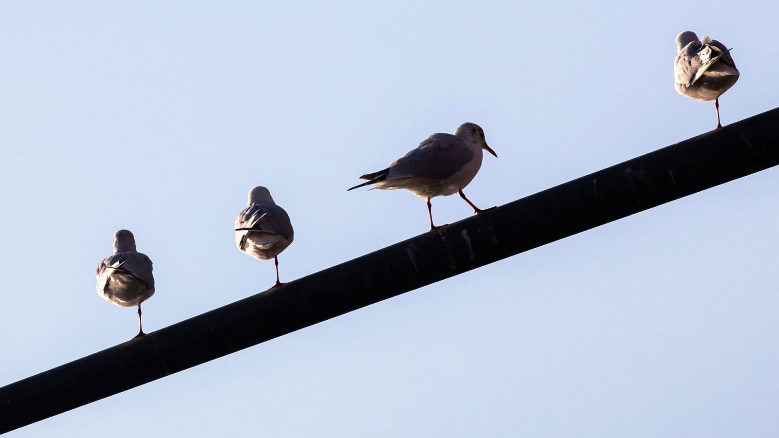Predominio del tiempo estable y cielos poco nubosos o con intervalos