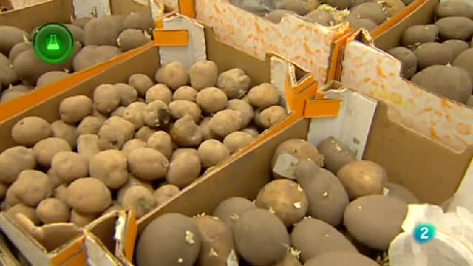 Laboratorio de ideas, Polilla Papa