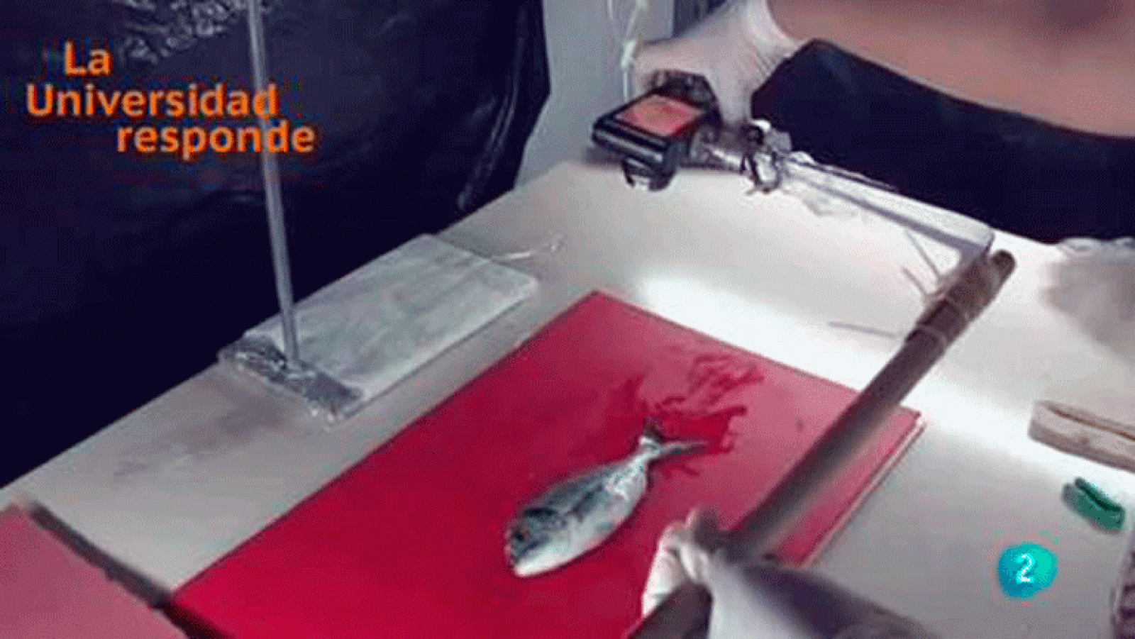 La Universidad Responde. Universidad de Las Palmas de Gran Canaria: '¿Qué es la genética en acuicultura?' La aventura del saber