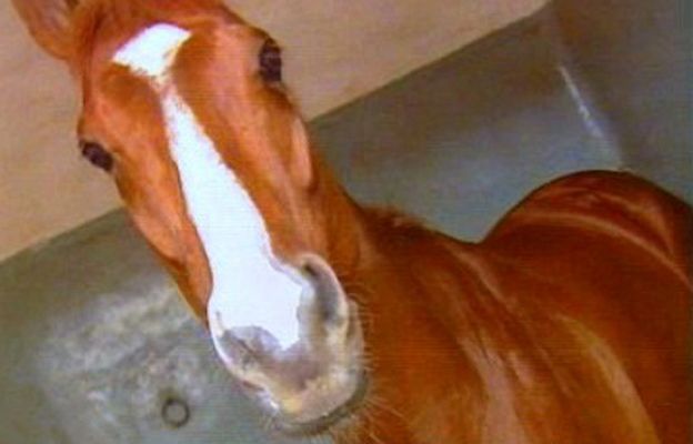 España Directo - El caballó del millón de euros