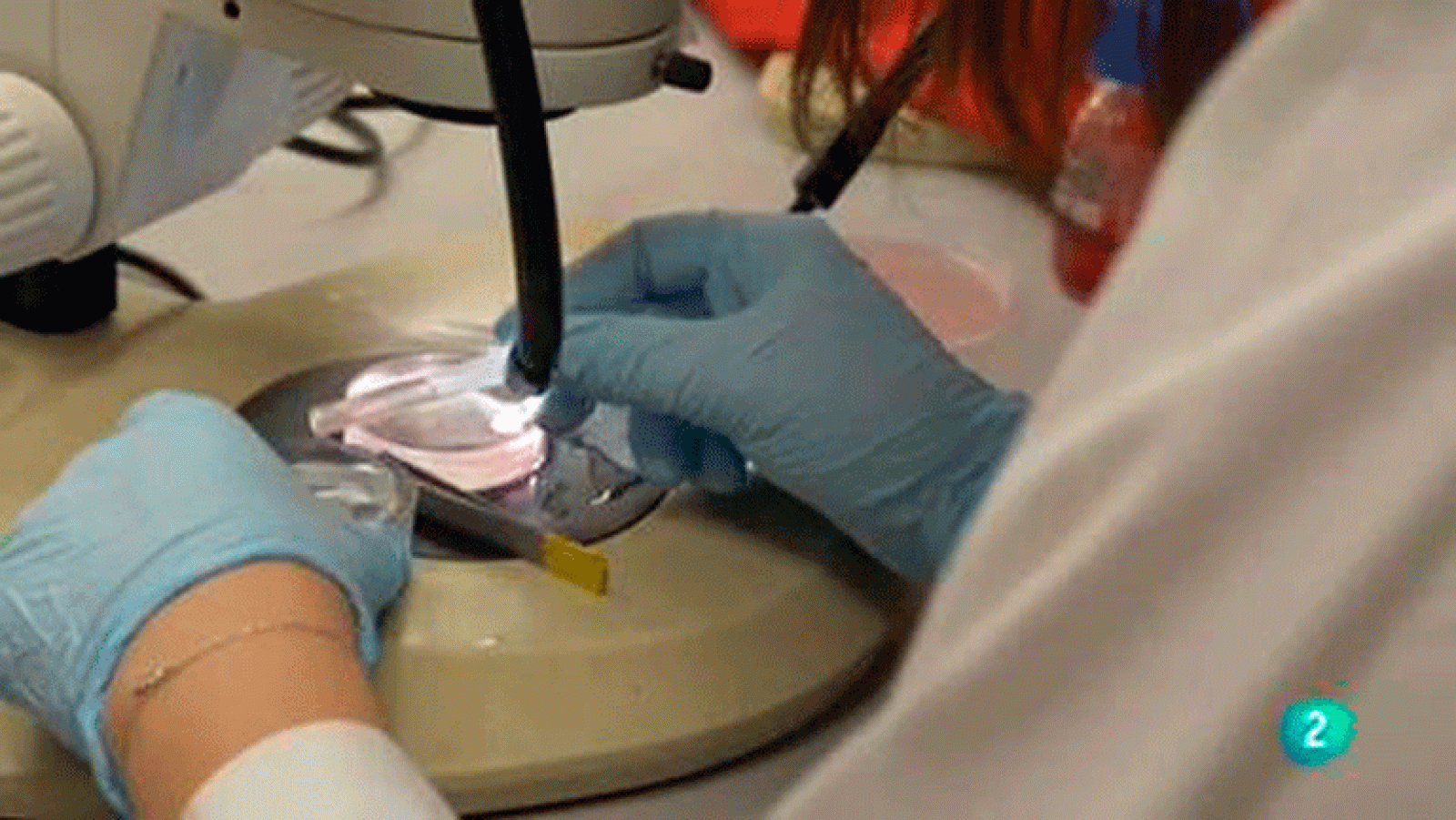 La aventura del saber Universo Sostenible: ¿Cómo envejece el cerebro?  Universidad Responde CRUEU