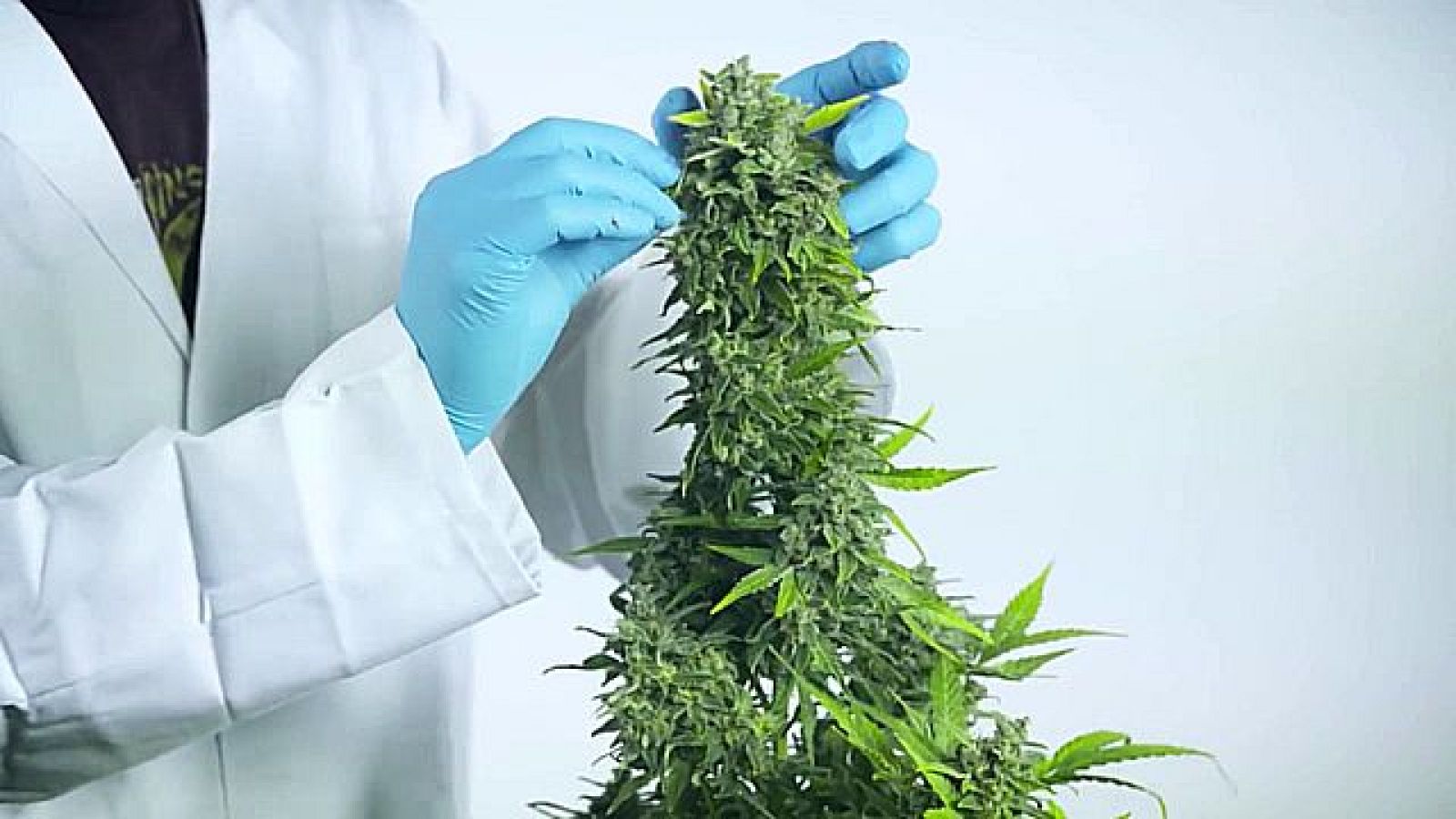 Cannabis y adolescencia. Retos y avances