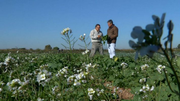 Aquí la Tierra - Borrajas para el resfriado