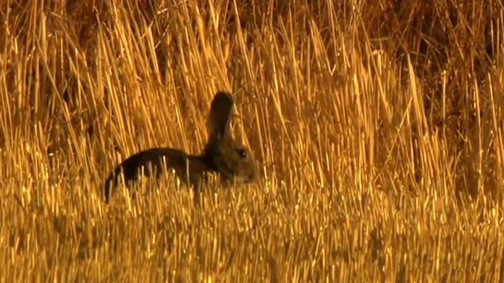 Jara y sedal - Los conejos de Villahermosa