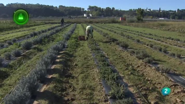 Agrosfera - Plantas medicinales