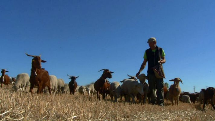 Aquí la Tierra - Trashumancia: vida natural