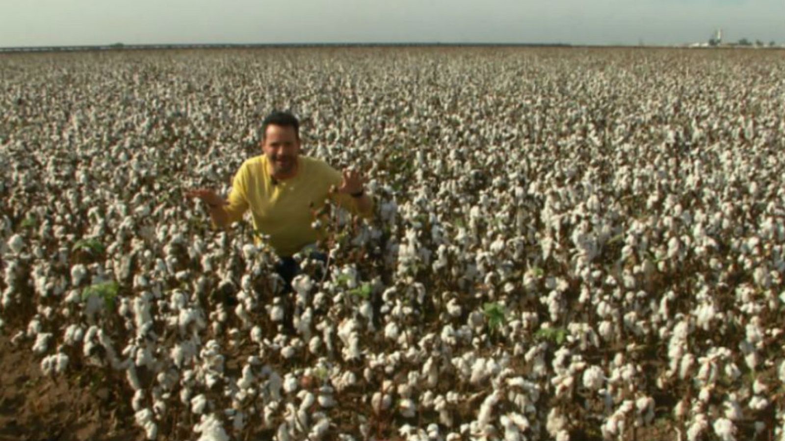 Entre algodones